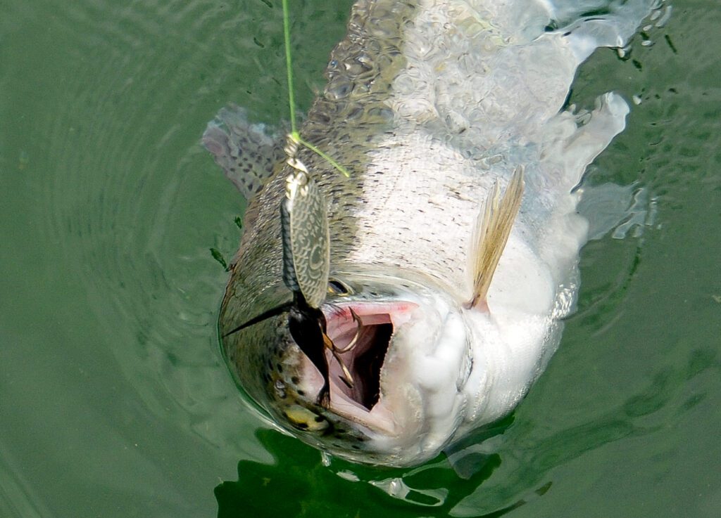 Jason_Brooks_BackCountry_Trout6