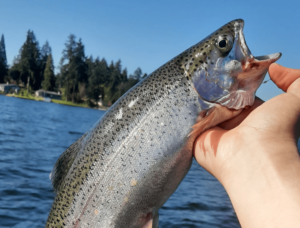 How to Fish SPOONS for TROUT & SALMON! TIPS & TRICKS FOR SUCESS