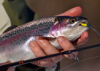 BrittonRansfordTrout