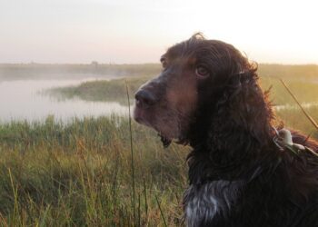 THE WORST DUCK HUNTING DOG I EVER LOVED by John Kruse