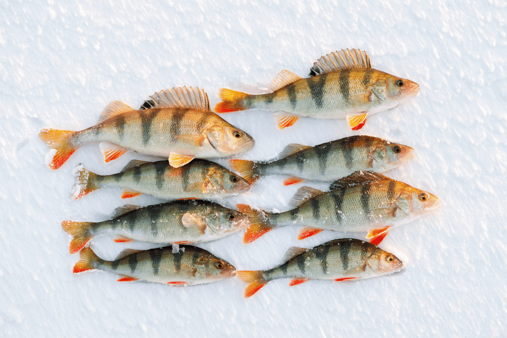 Winter Perch Tips by Hannah Pennebaker - Northwest Fishing