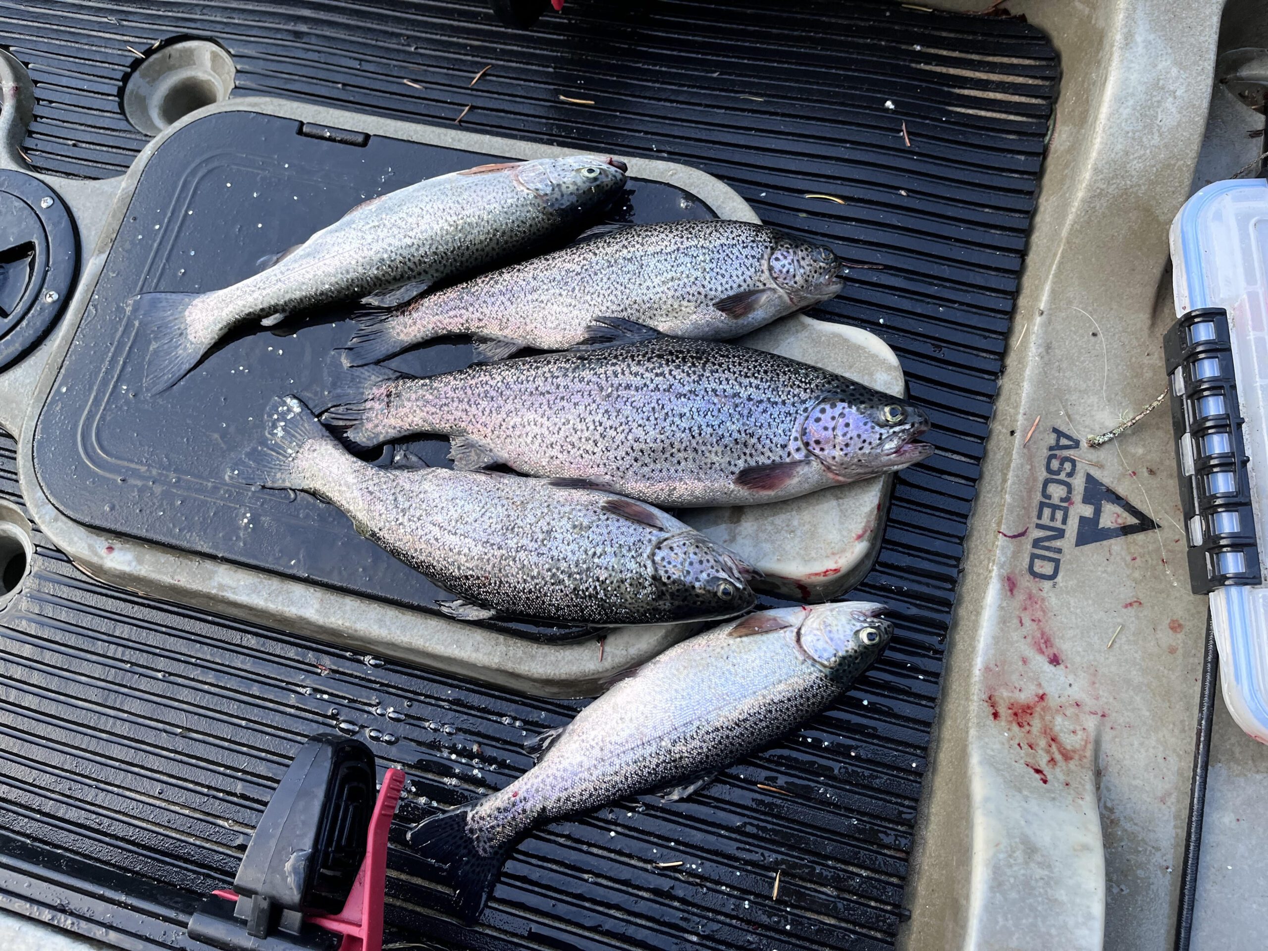 Rainbow_Trout_JoshDeBruler1