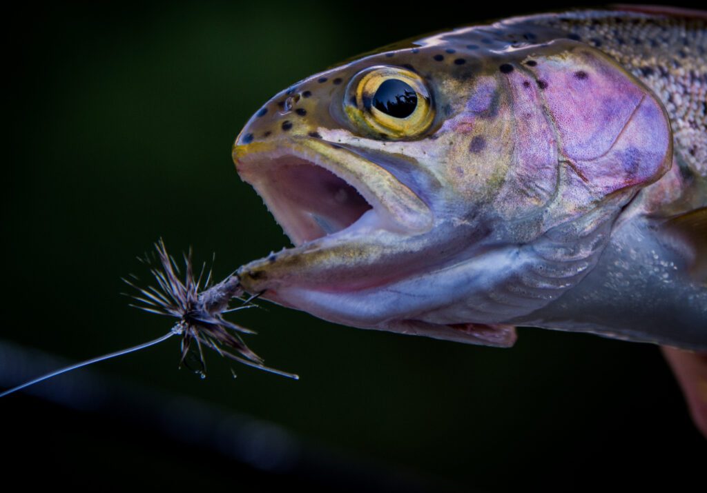 Jason_Brooks_BackCountry_Trout_4