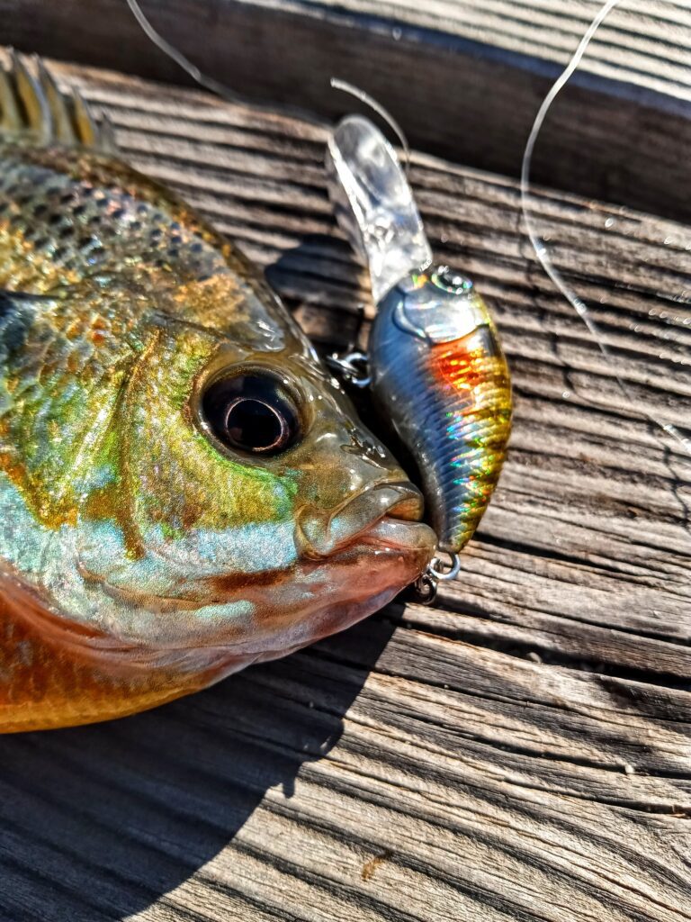 Fall_Panfishing_Bluegill_Crappie