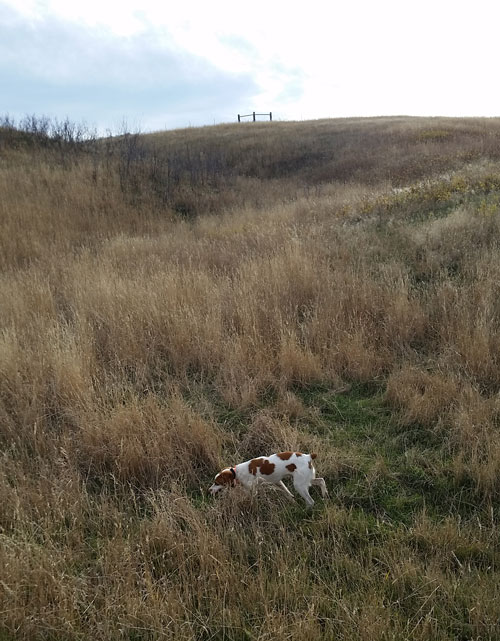 MikeCarey_Pheasant_Hunting