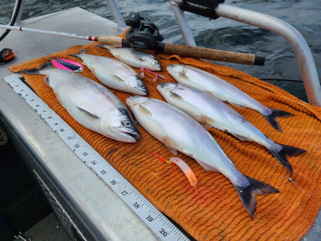 kokanee-scaled