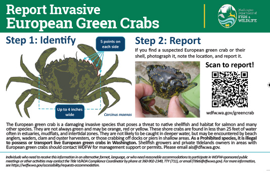 european-green-crab-identify-and-report