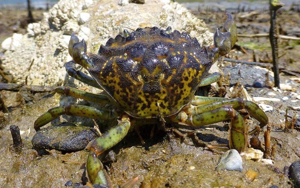 large-egc-green-crab-by-wdfw
