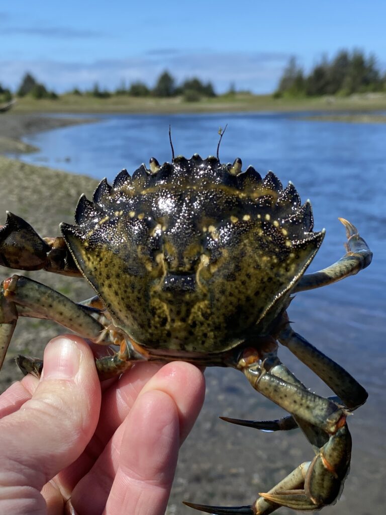 green-crab-makah-bay