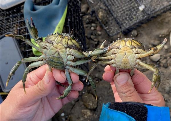 male-vs-female-green-crab